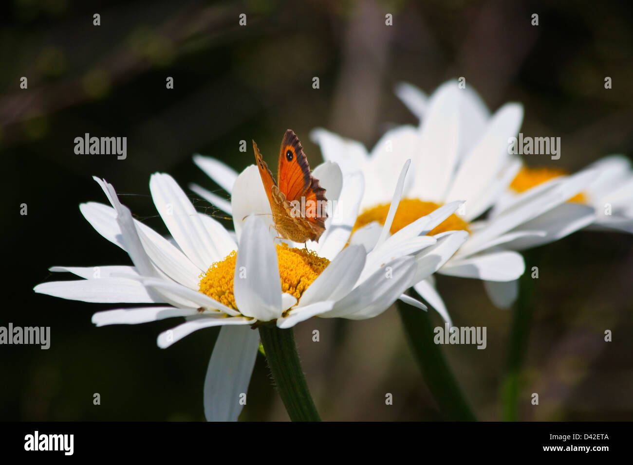 White Daisy Blume mit Schmetterling in einem Garten Stockfoto