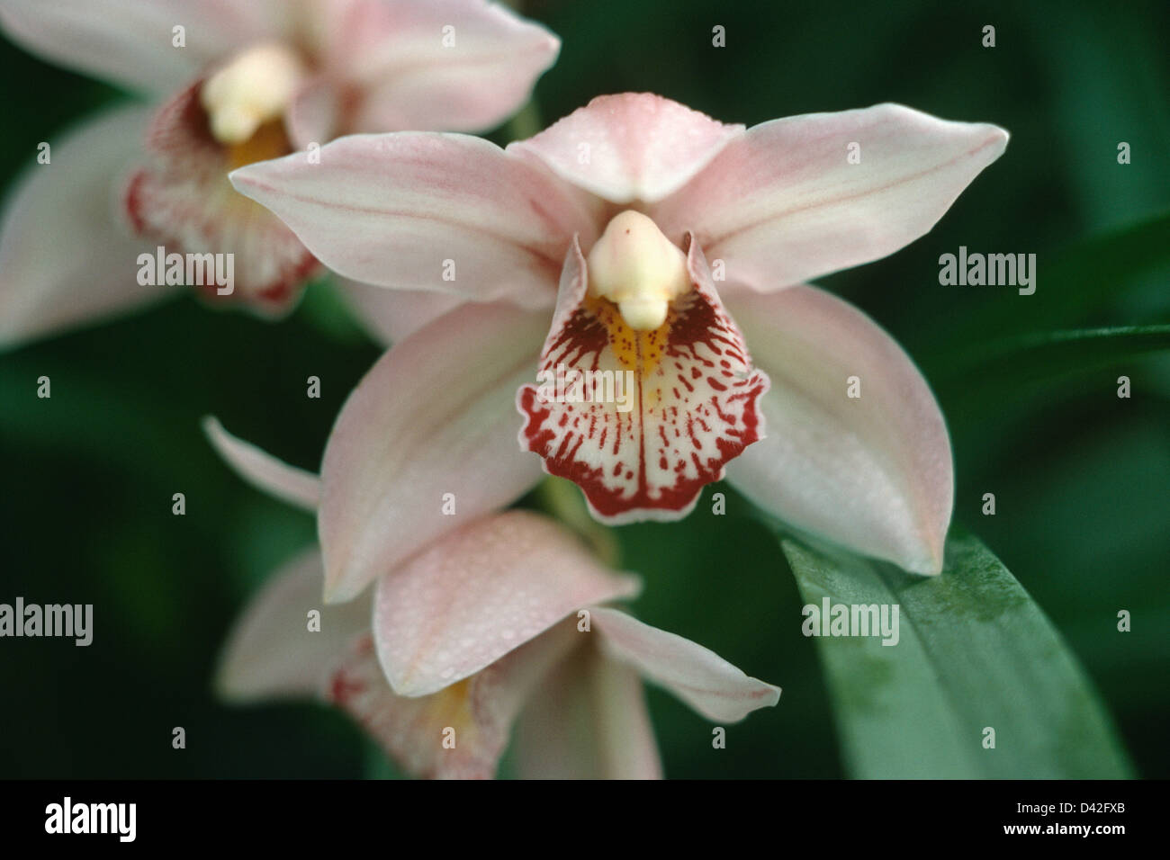 Nahaufnahme von Cymbidium "Vieux Rose" Stockfoto