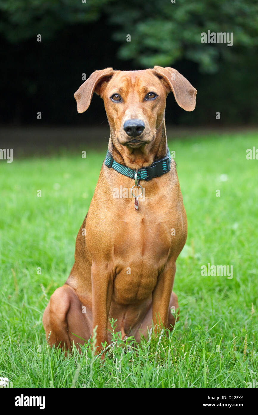 Berlin, Deutschland, Porträt von einem Deutschen Pinscher Stockfoto