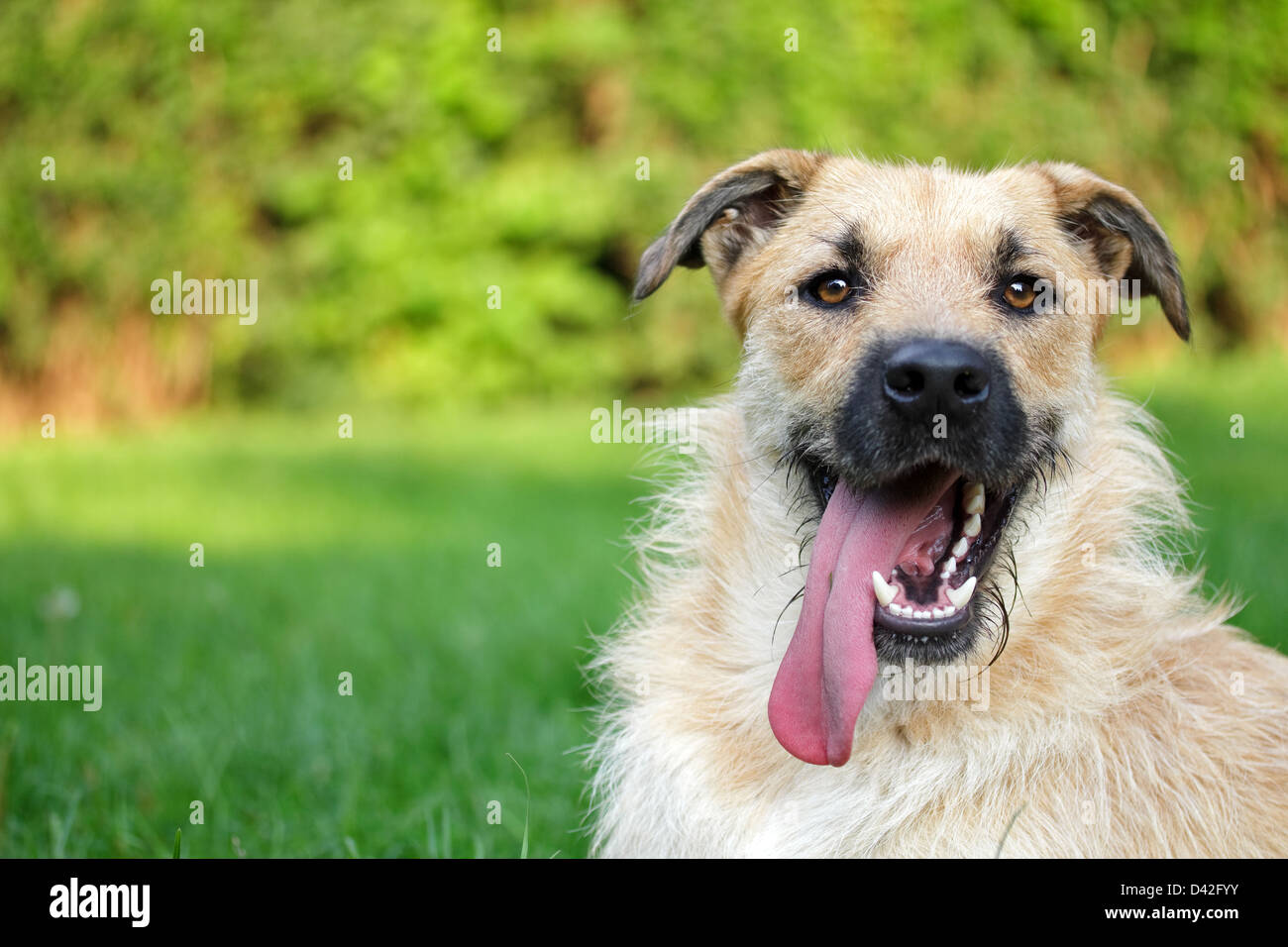 Berlin, Deutschland, ein Deutscher Schäferhund Portrait Schnauzer-mix Stockfoto