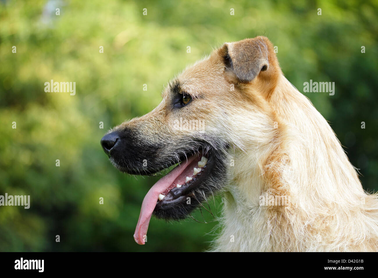 Berlin, Deutschland, ein Deutscher Schäferhund Portrait Schnauzer-mix Stockfoto