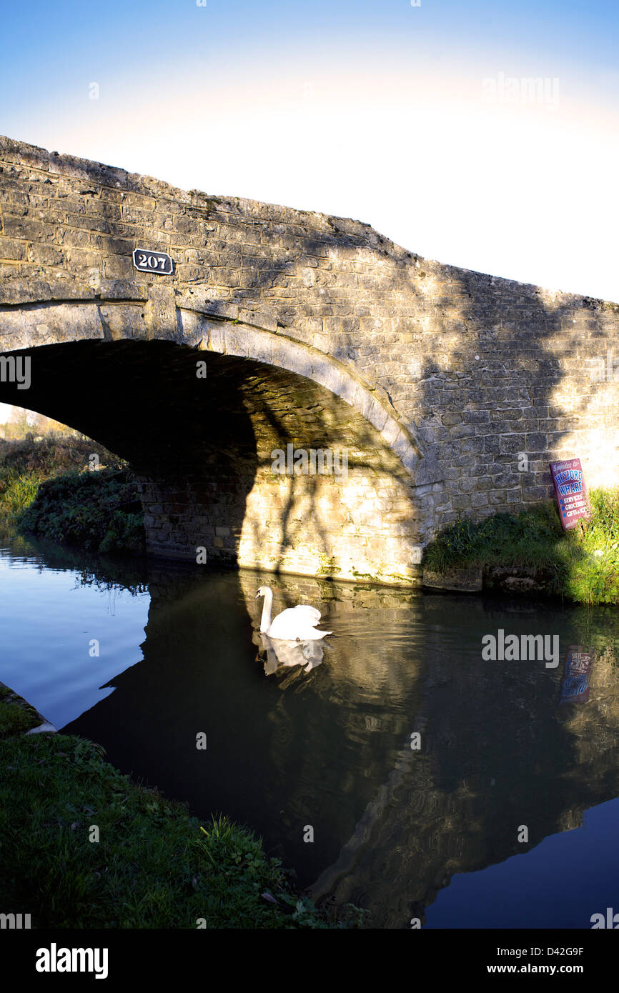 Schwan Schwimmen unter Brücke 207 am Heyford Wharf am Süden Oxford Canal Oxfordshire Oxon England Kanal Kanäle malerische UK GB Stockfoto