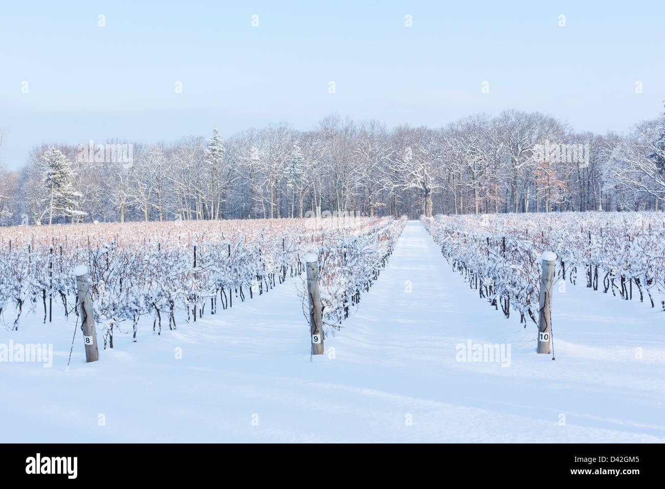 Kanada, Ontario, Niagara-on-the-Lake, Traube Weinberg im Winter Stockfoto