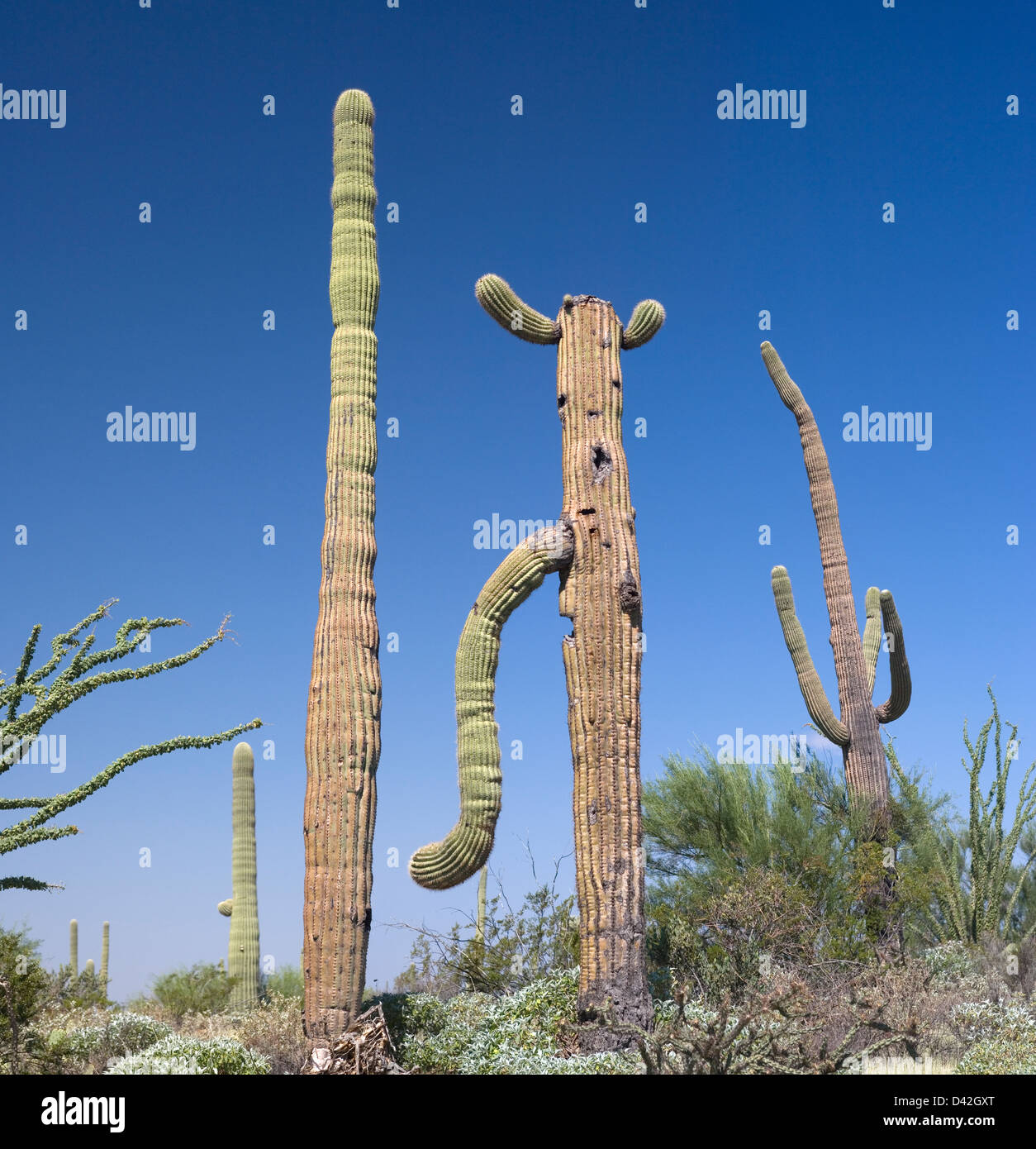 Saguaro-Kaktus Stockfoto