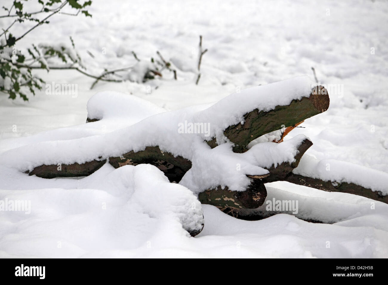 SCHNEEBEDECKTE PROTOKOLLE. UK Stockfoto