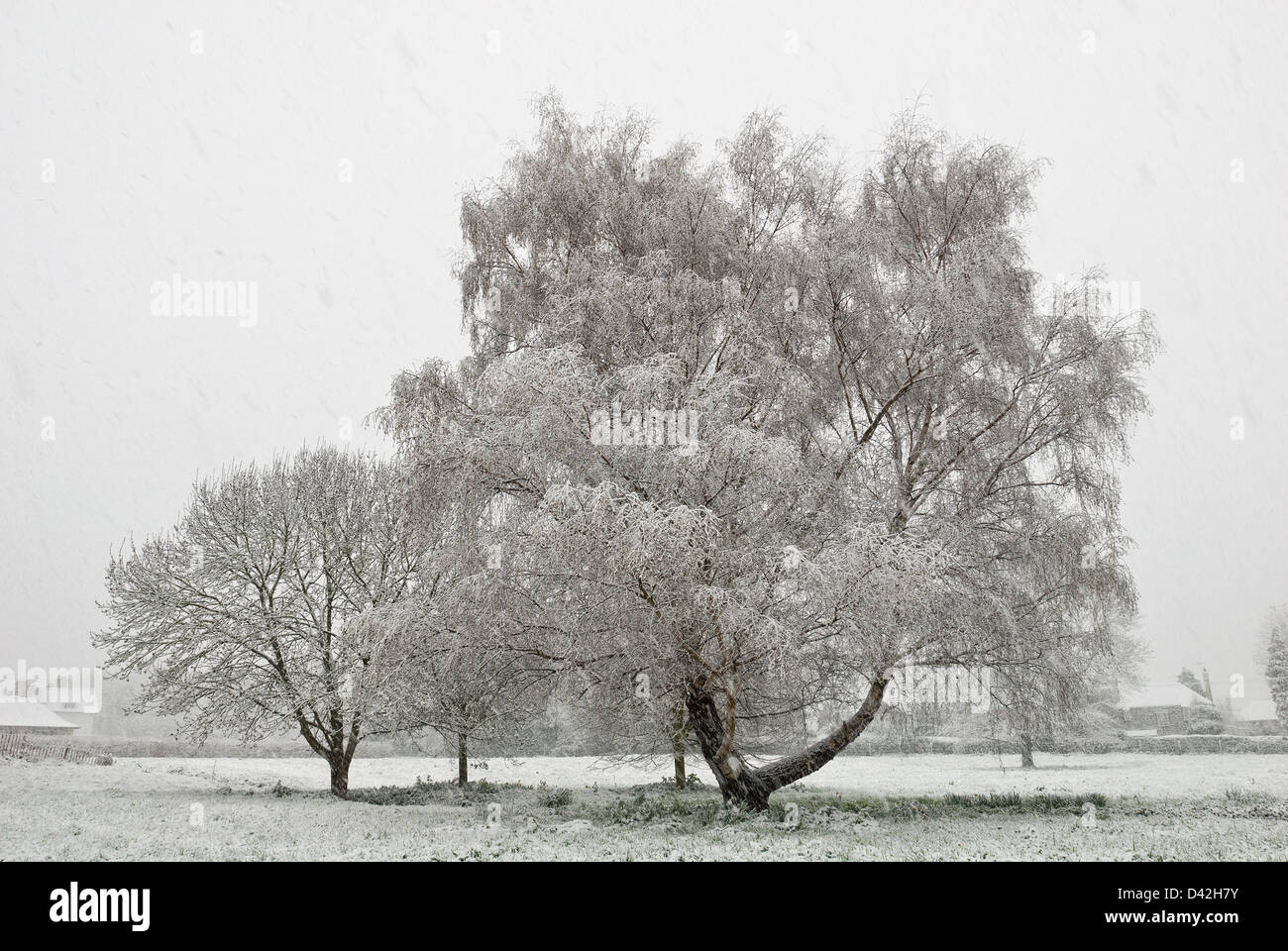 Fallen, Schneetreiben in Otford, Kent in der Nähe von Schloss Schnee beladenen Äste in Schneefall beschichtet Stockfoto