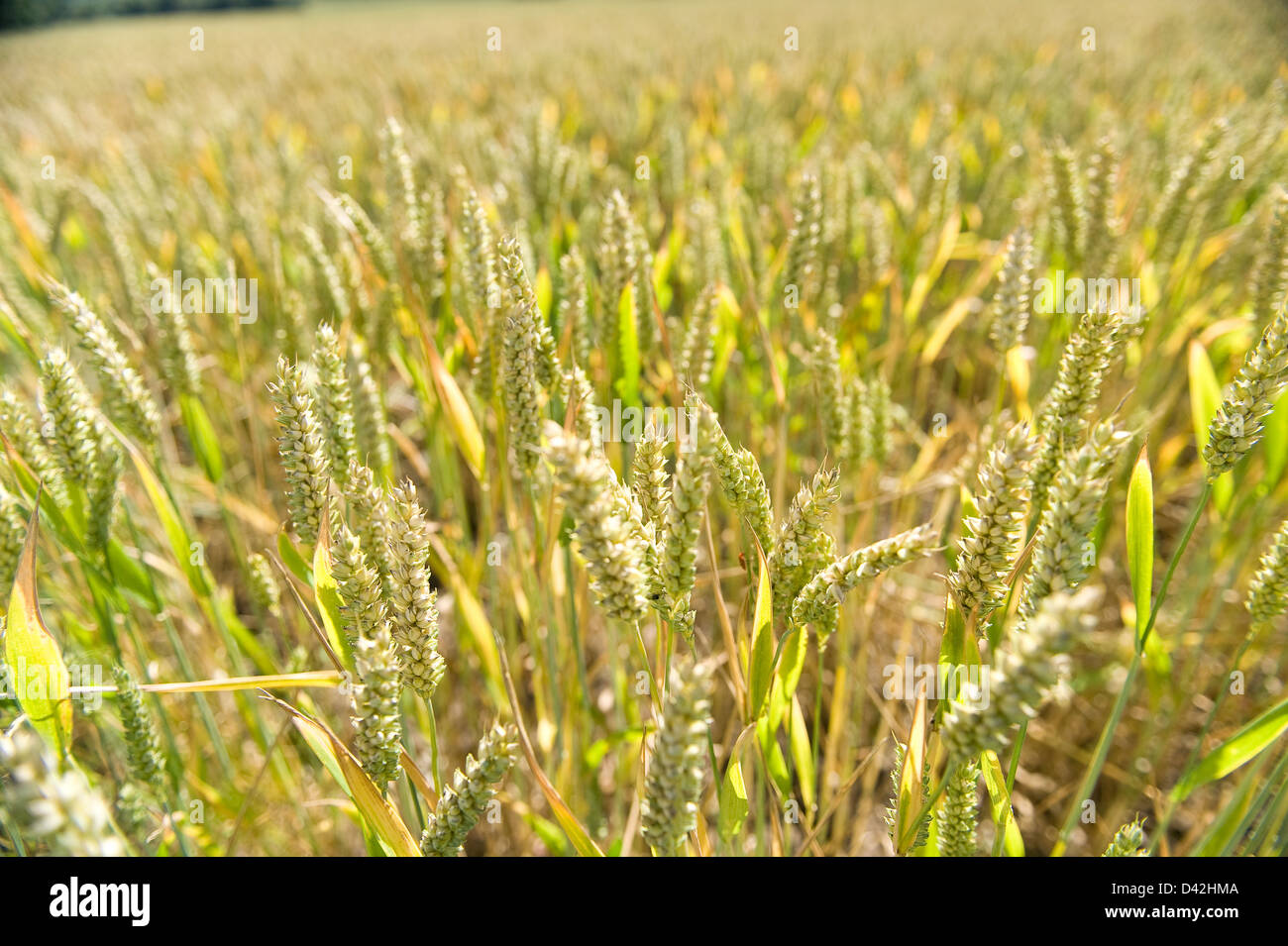 große großen Mais oder Weizen Feld einen Monat ab aus der Ernte wachsen auf reiche Kreide Tal Boden einmal Grünland im Sommer Stockfoto