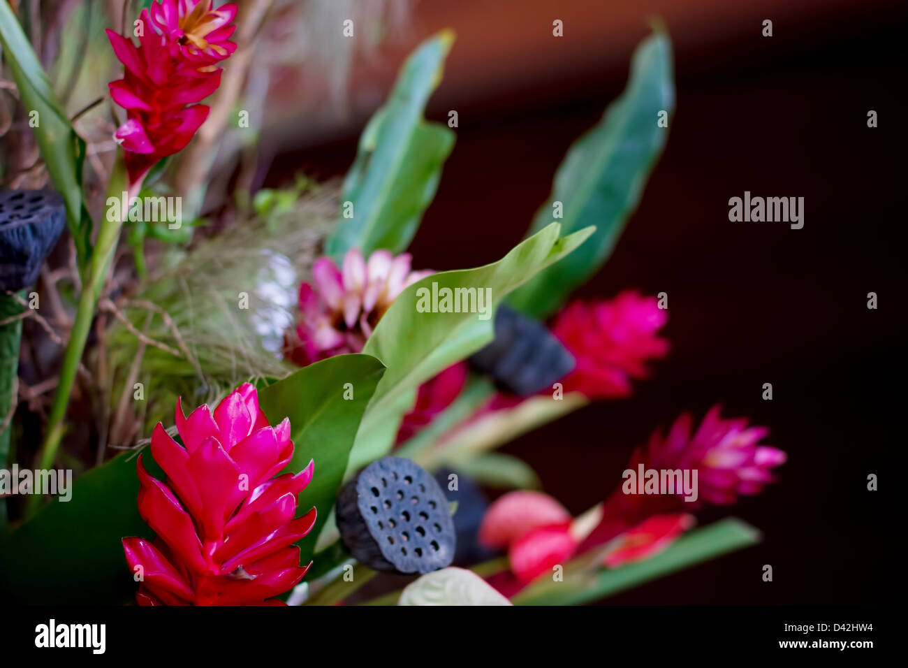Blumen-Dekor mit Lotus Samen. Roten und grünen Farben. Selektiven Fokus. Stockfoto