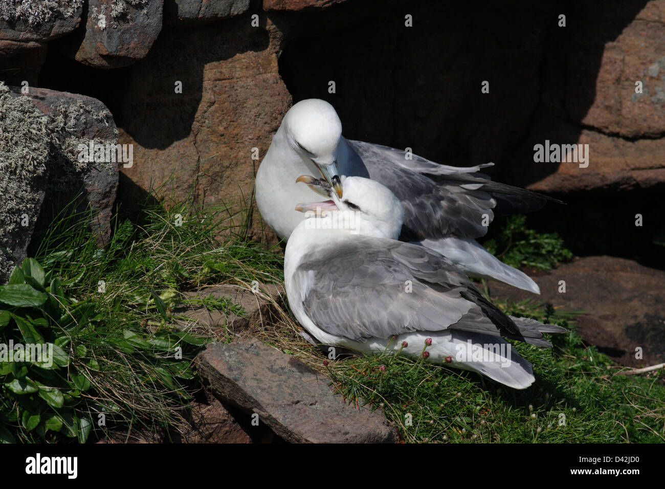 Zuchtpaar der Eissturmvogel (Fulmarus Cyclopoida) auf dem Nest, Handa Island, Highlands, Schottland Stockfoto