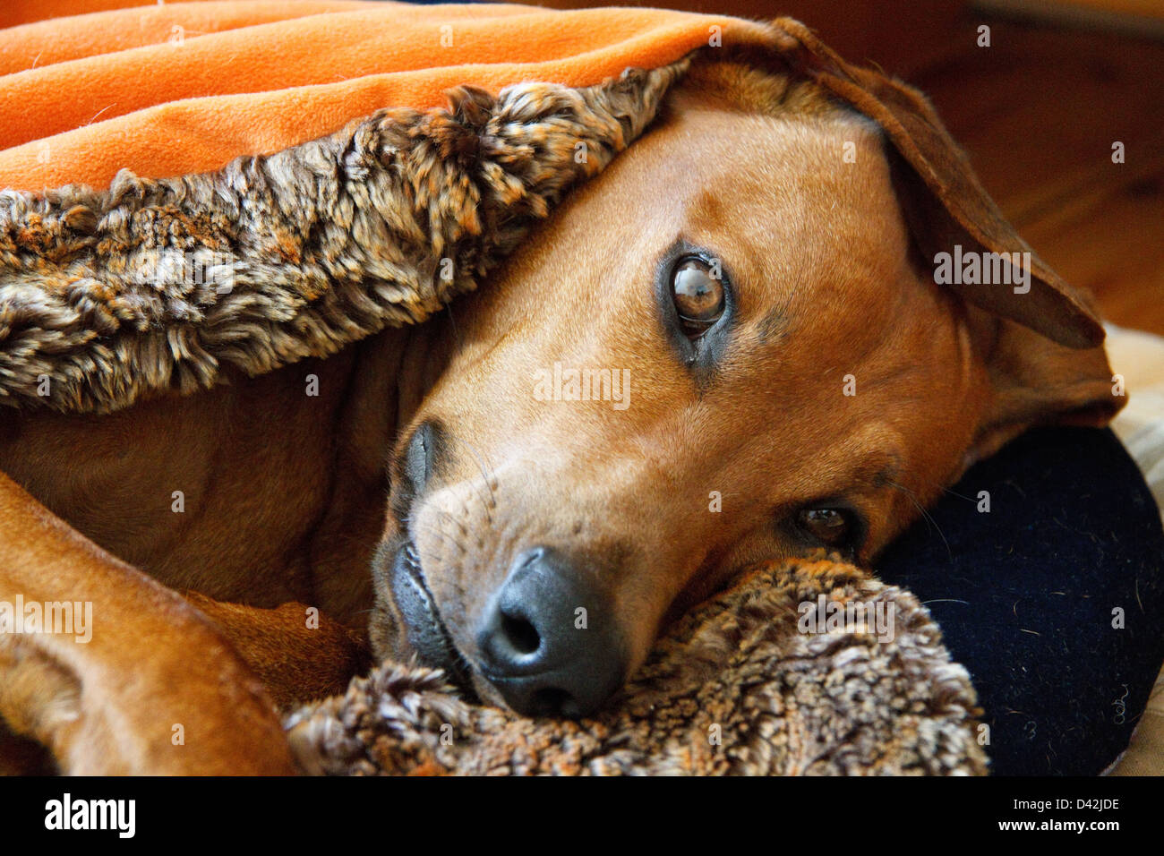 Berlin, Deutschland, glücklicher Hund   resting auf seiner Decke Stockfoto
