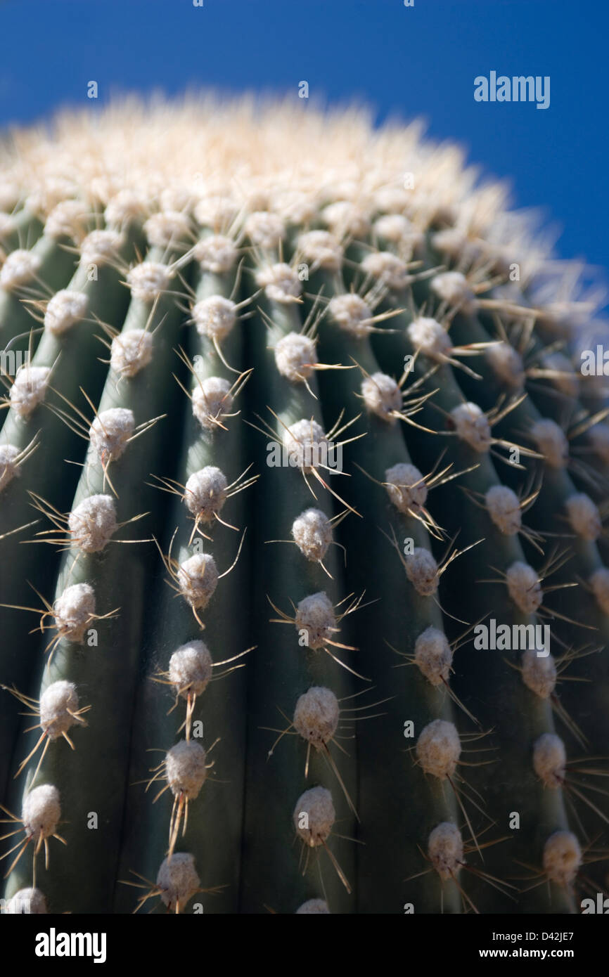 Saguaro-Kaktus Stockfoto