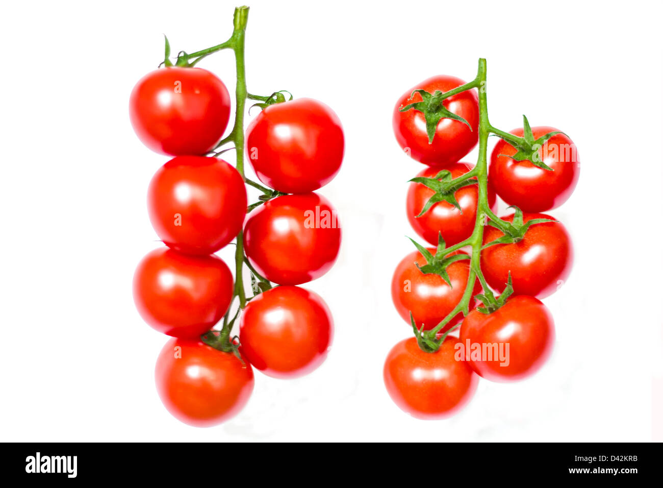 Zwei Tomaten Reben isoliert auf weiß - Vorder- und Rückseite Ansichten Stockfoto