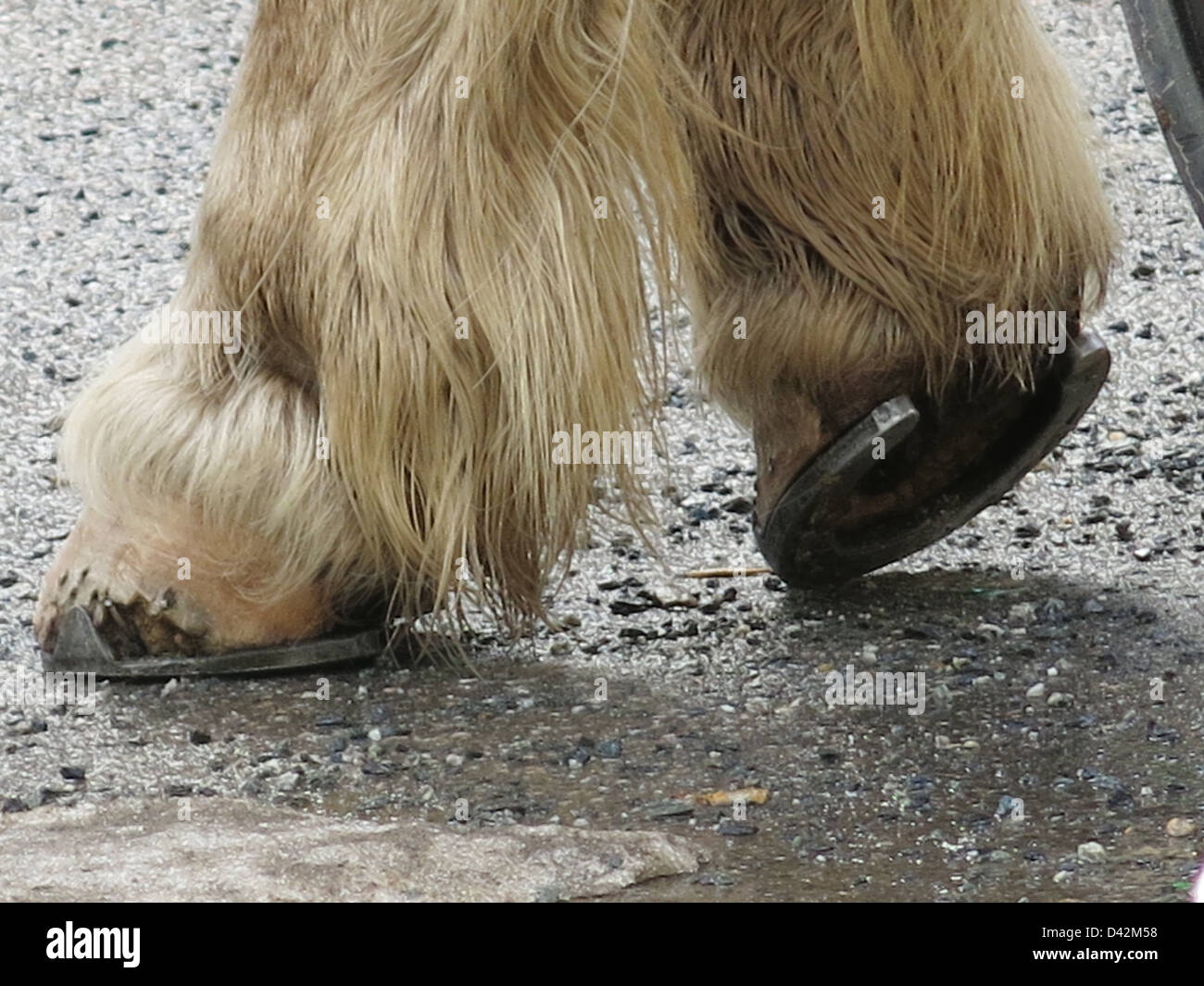 Arbeiten Pferde Füße und Hufeisen Dez 2012 Stockfoto Arbeiten Pferde Füße und Hufeisen Dez 2012 Stockfoto