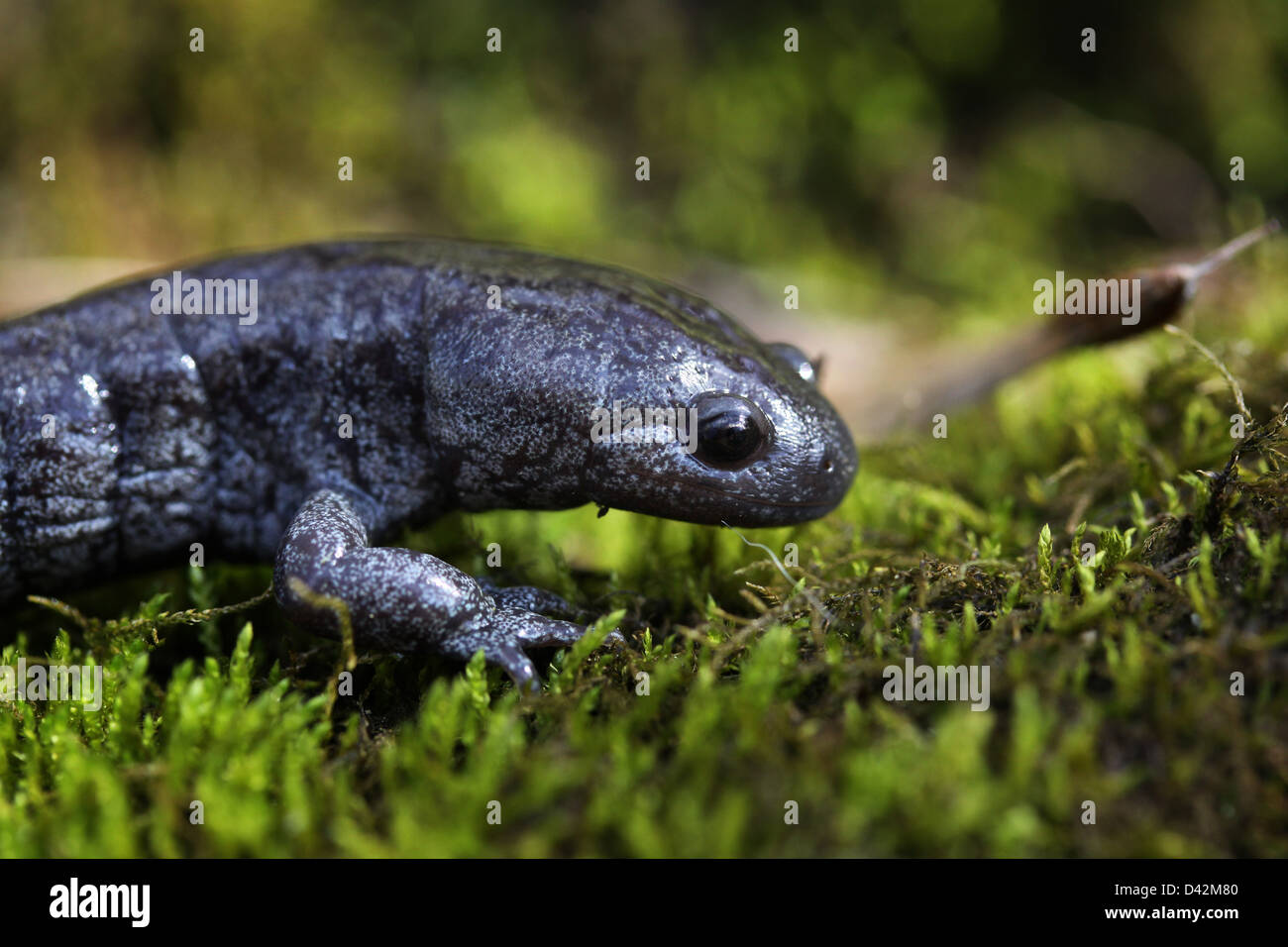 Lungenlose salamander Fotos und Bildmaterial in hoher Auflösung Alamy