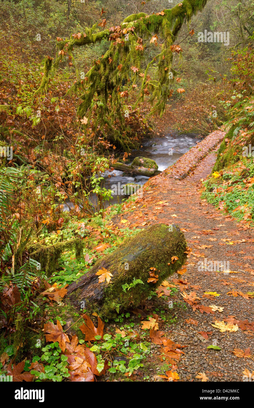 Ein Pfad folgt dem Bach durch den Wald Moos gefüllt Stockfoto