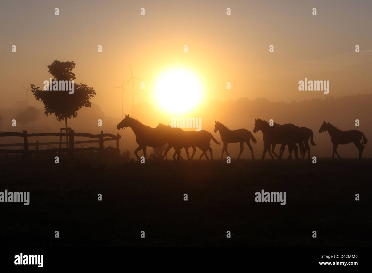 Görlsdorf, Deutschland, Silhouetten von Pferden bei Sonnenaufgang Stockfoto