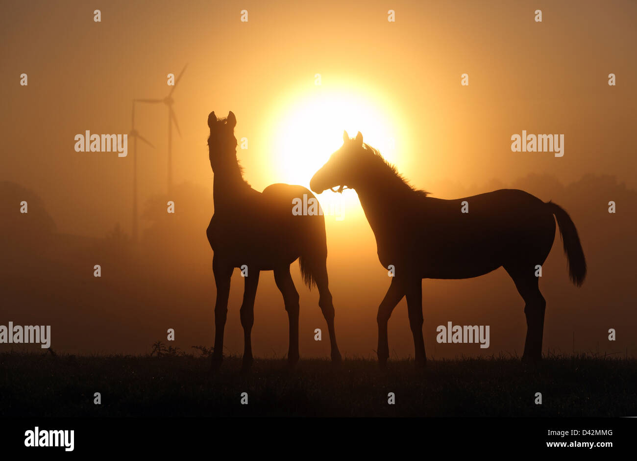 Görlsdorf, Deutschland, Silhouetten von Pferden bei Sonnenaufgang Stockfoto