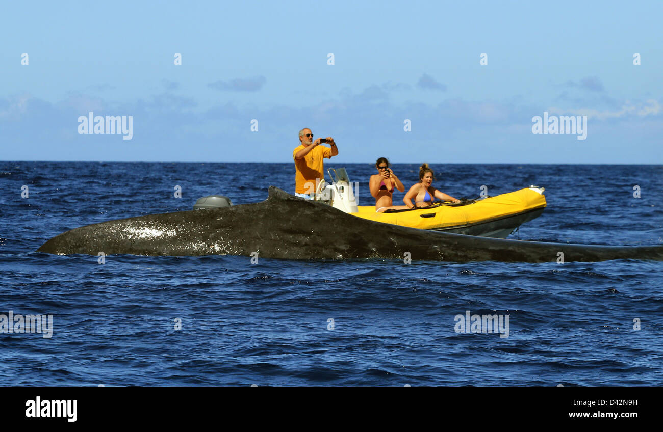 Buckelwal Tour Bootstouren Hawaii die Big Island Pacific Ocean Touristen beobachten Stockfoto