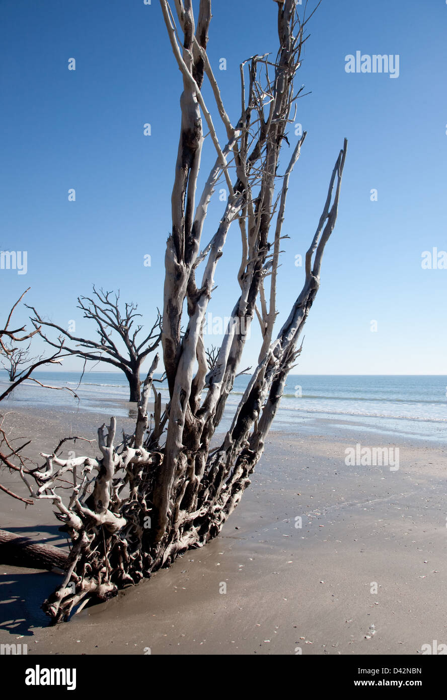 Baumwurzeln stecken in den Sand Strand Erosion, Himmel und Meer Hintergrund Stockfoto