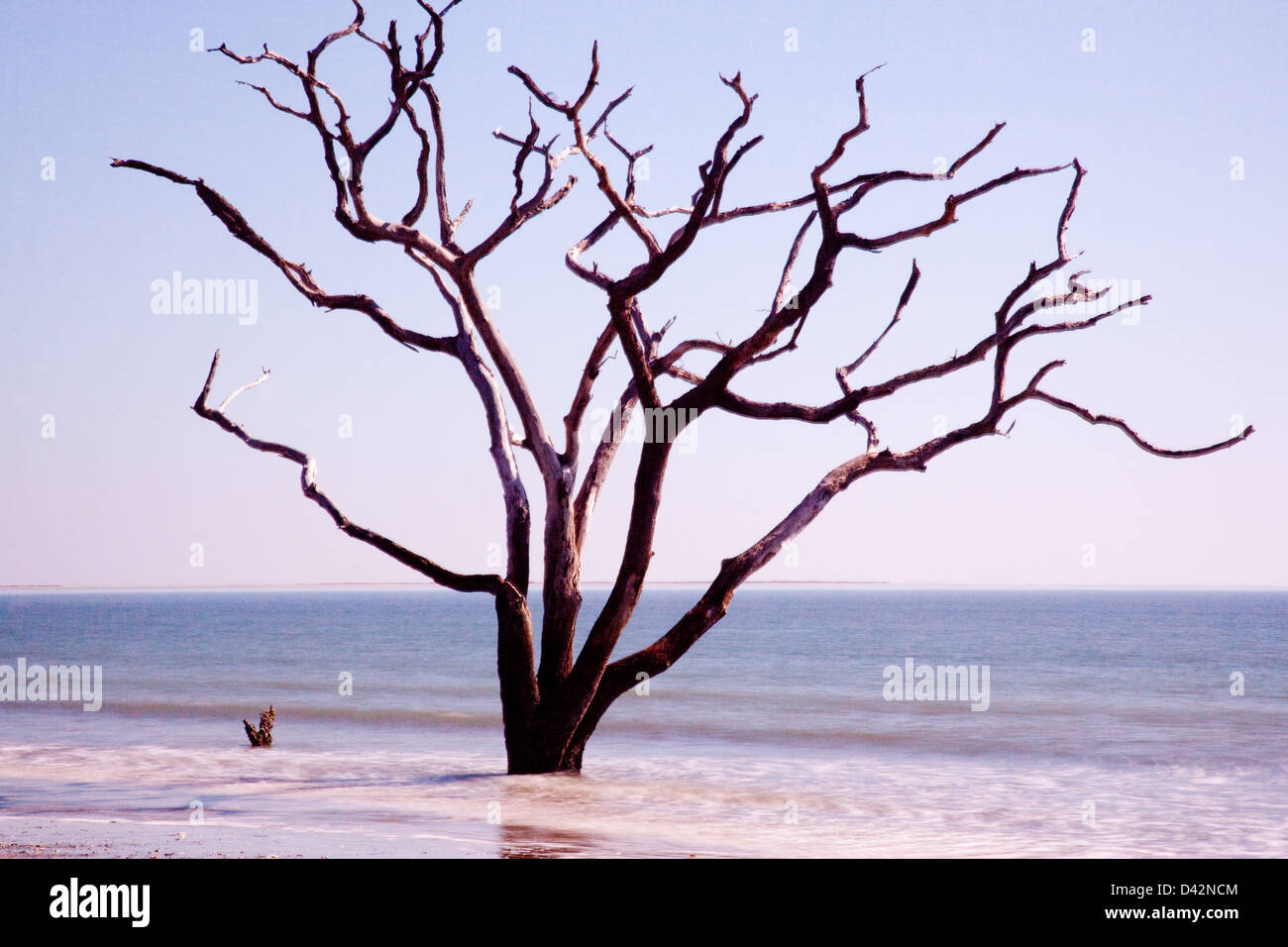 Toten Live Oak Tree stehend in der Brandung des Ozeans, nicht mehr in der Lage, "blühen, wo Sie gepflanzt werden", Veränderungen im Umfeld Stockfoto