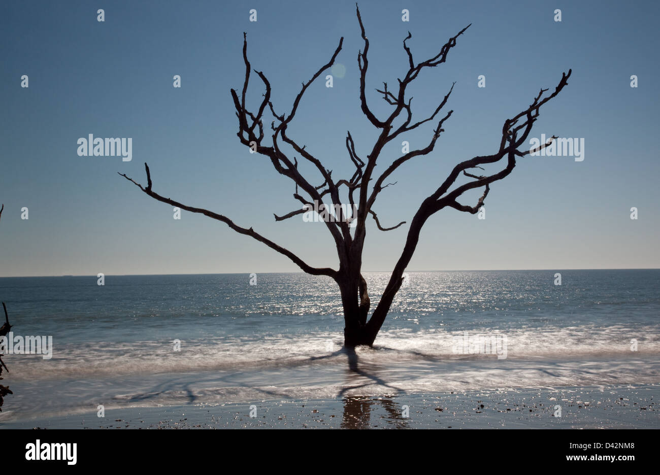 Toten Live Oak Tree stehend in der Brandung des Ozeans, nicht mehr in der Lage, "blühen, wo Sie gepflanzt werden", Veränderungen im Umfeld Stockfoto