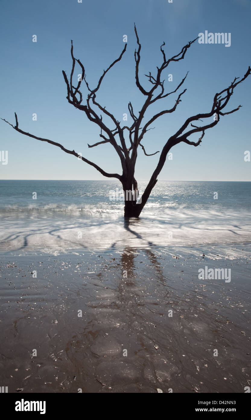 Toten Live Oak Tree stehend in der Brandung des Ozeans, nicht mehr in der Lage, "blühen, wo Sie gepflanzt werden", Veränderungen im Umfeld Stockfoto
