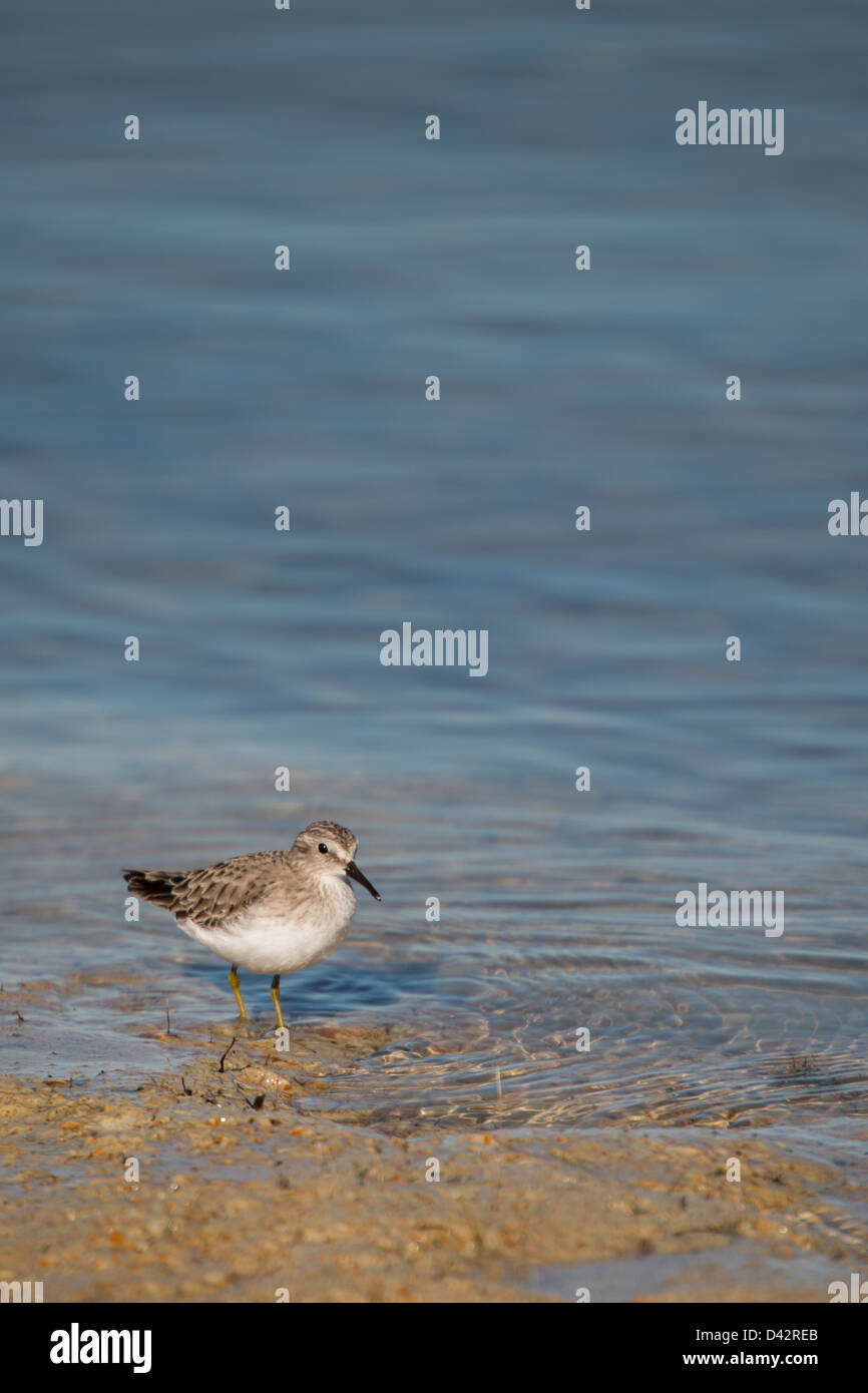 Zuletzt am Ufer des Lake Tawakoni in klarem Wasser waten Sandpiper Stockfoto