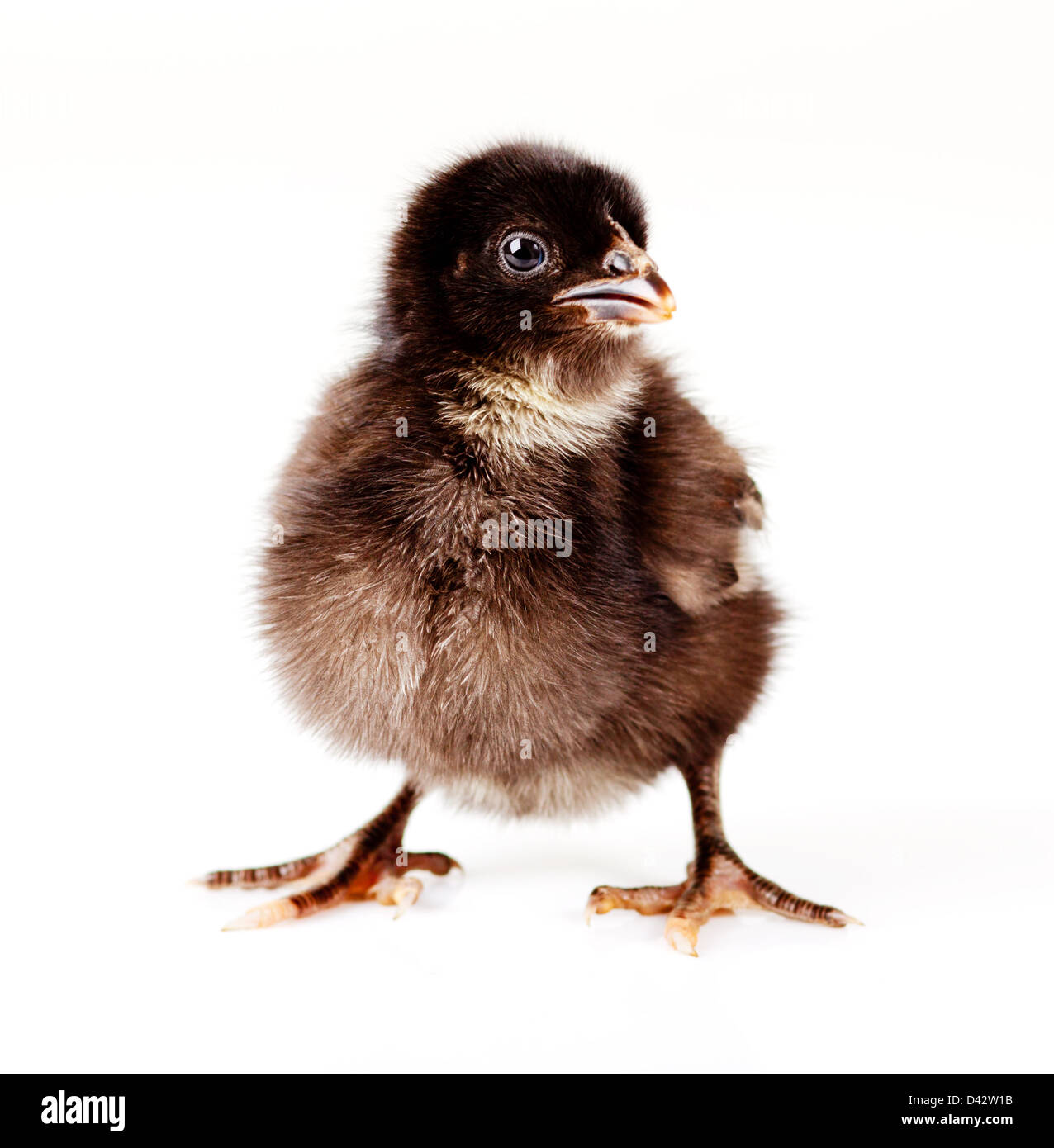Schwarzes huhn Stockfotos und -bilder Kaufen - Alamy