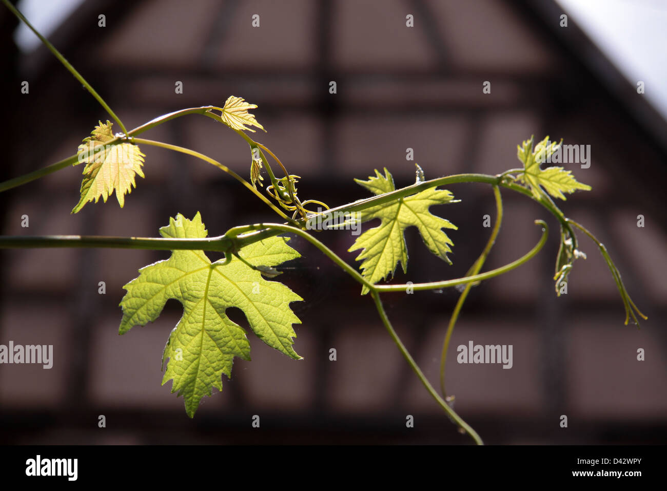 Fachwerkhaus mit Wein hinterlässt im Elsass/Frankreich Stockfoto Fachwerkhaus mit Wein hinterlässt im Elsass/Frankreich Stockfoto