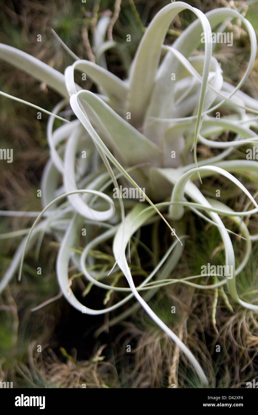 Ist ein epiphyt Fotos und Bildmaterial in hoher Auflösung Alamy