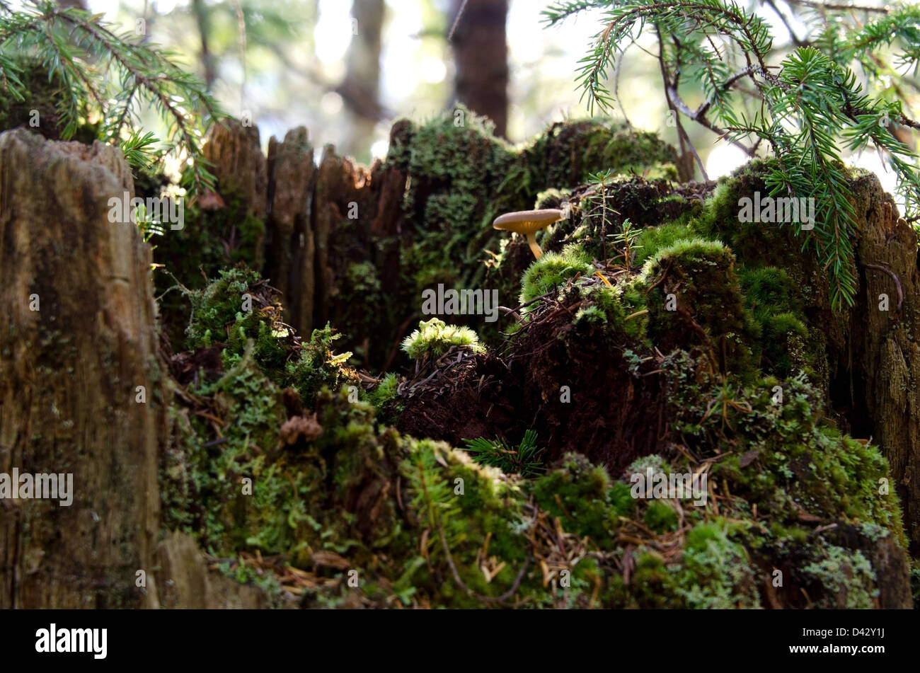 Sonnendurchfluteten Moos und Pilze in einem Baumstumpf Stockfoto