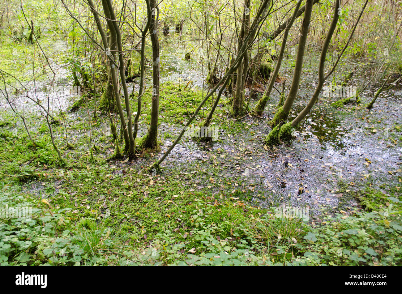 Naturwald Sumpf und bemoosten Bäumen wachsen in Livree Viskose schleimige sumpfigen Wasser. Stockfoto
