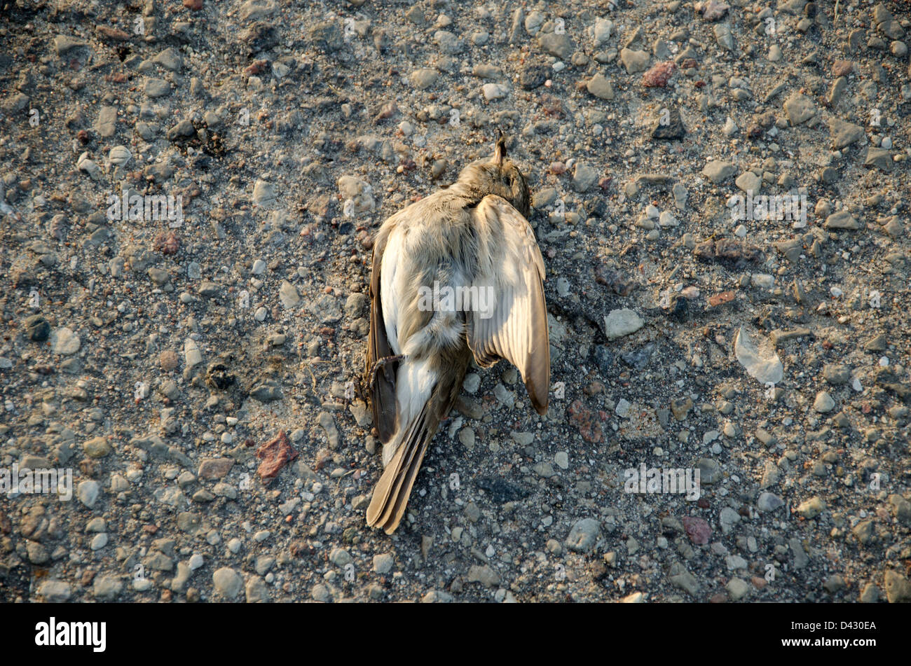 Flügel einer toten Taube im Kühlergrill eines Autos. Der Vogel