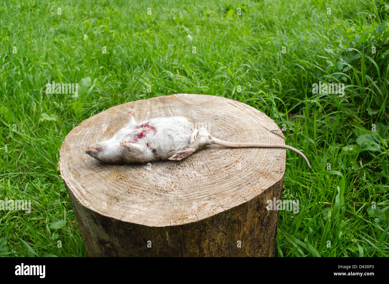 tote Ratte mit blutigen Wunde und gelbe Zähne auf Baumstumpf, umgeben von grünen Wiese Rasen liegen. Stockfoto