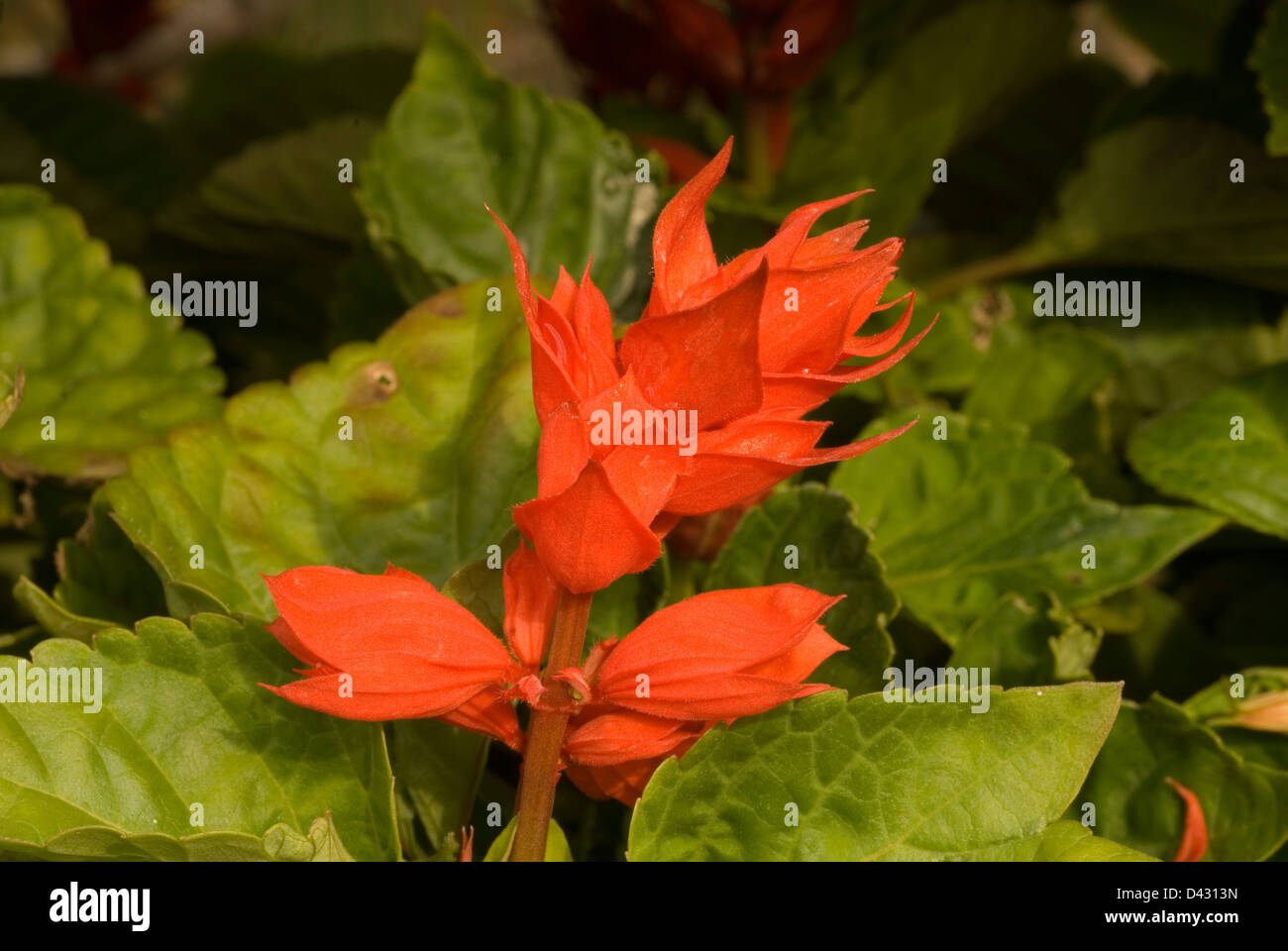 Scarlet-Salbei Salvia Splendens, Labiateae Stockfoto