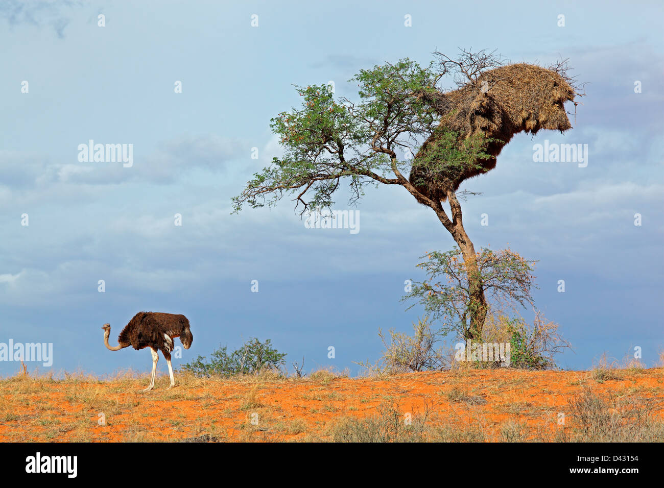 Ein Strauß (Struthio Camelus) und einer Akazie auf einer roten Sanddüne, Kalahari-Wüste, Südafrika Stockfoto
