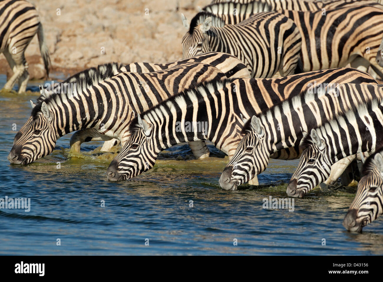 Ebenen (Burchells) Zebras (Equus Burchelli) Trinkwasser, Etosha Nationalpark, Namibia Stockfoto