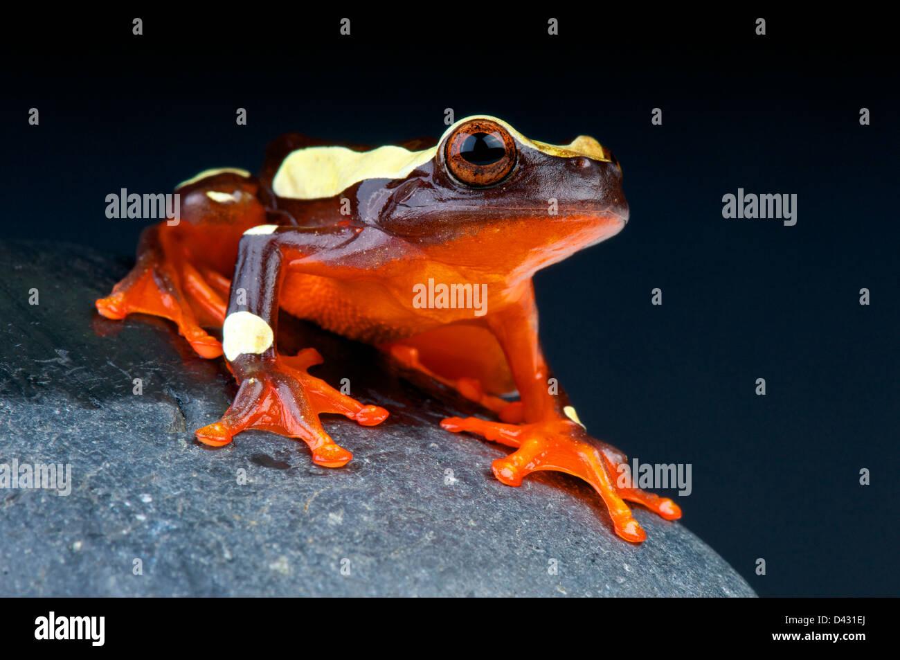 Clown-Laubfrosch / Dendropsophus Leucophyllatus Stockfoto