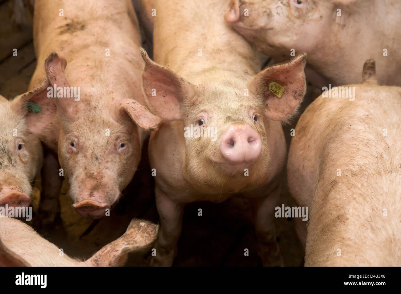 Borken, Deutschland, Schweine in einer Schweinefarm Stockfoto