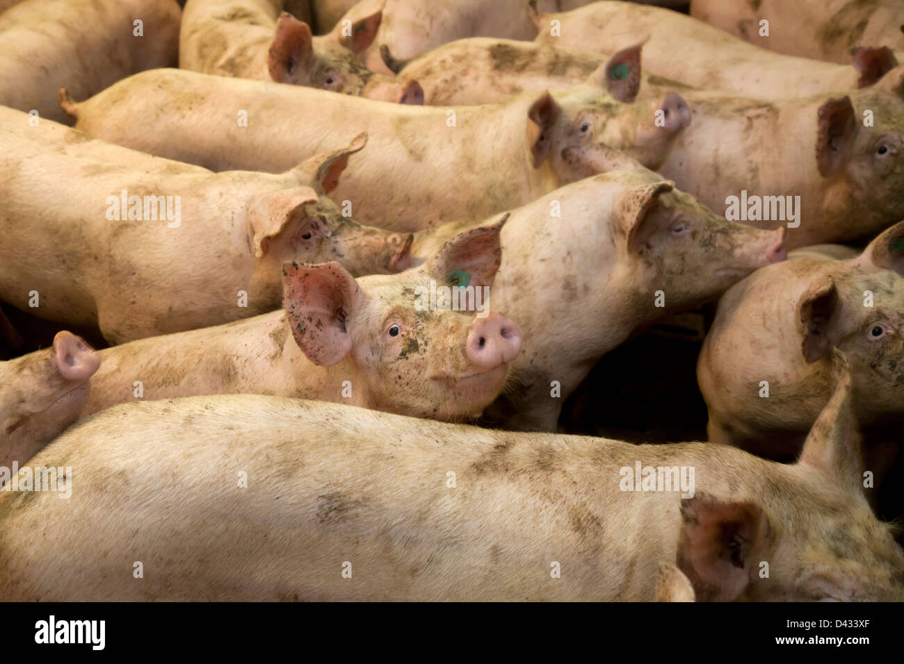 Borken, Deutschland, Schweine in einer Schweinefarm Stockfoto