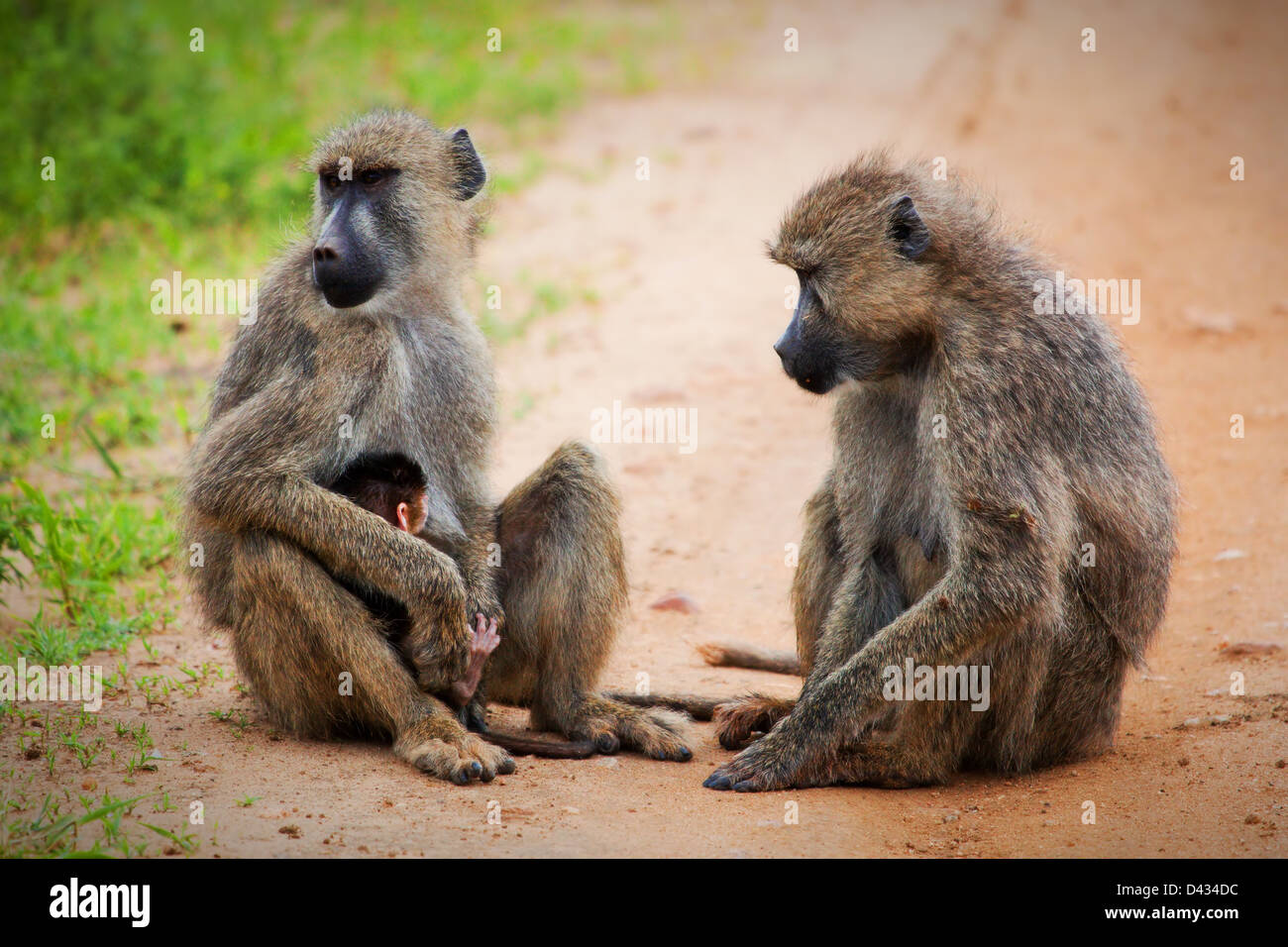 Pavian Affen - ein Elternteil und ein Kind im afrikanischen Busch. Safari in Tsavo West, Kenia Stockfoto
