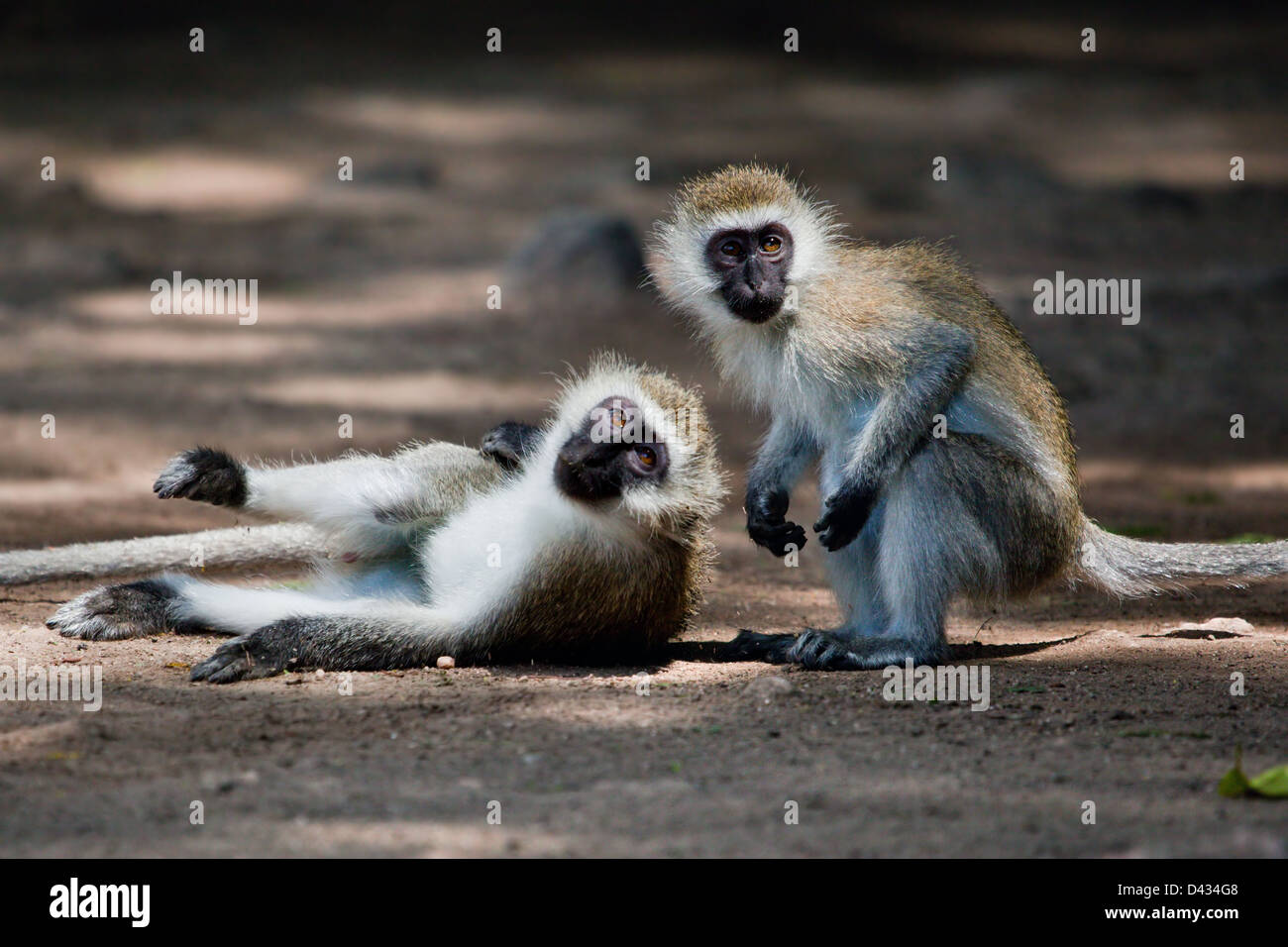 Die Vervet Affen (Chlorocebus Pygerythrus) im Busch im Tsavo West Nationalpark, Kenia, Afrika. Stockfoto