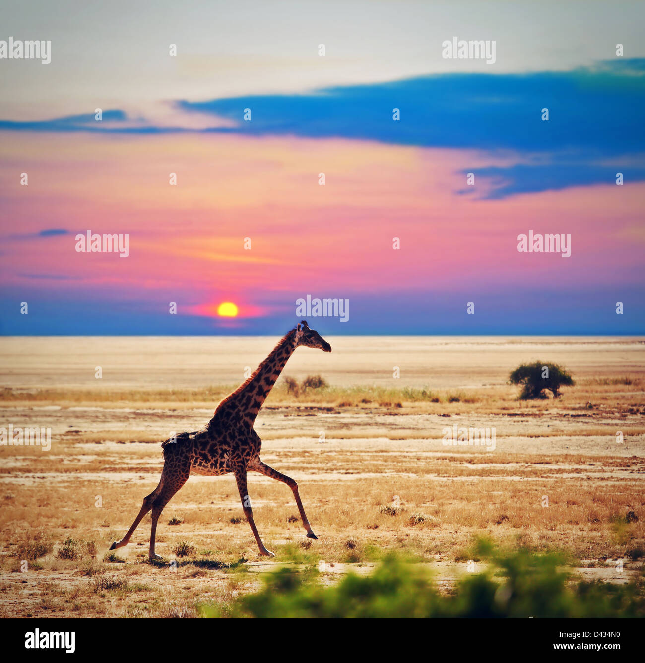 Giraffe auf Savanne bei Sonnenuntergang laufen. Safari im Amboseli, Kenia, Afrika Stockfoto
