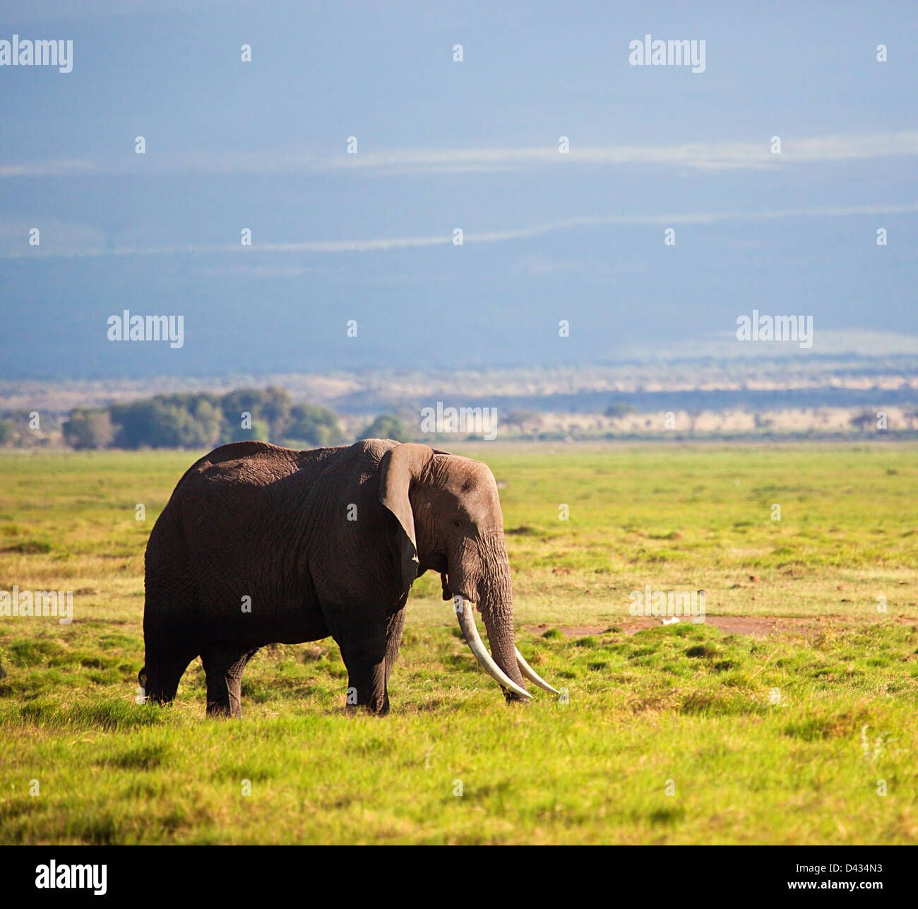 Elefanten auf der afrikanischen Savanne. Safari im Amboseli, Kenia, Afrika Stockfoto