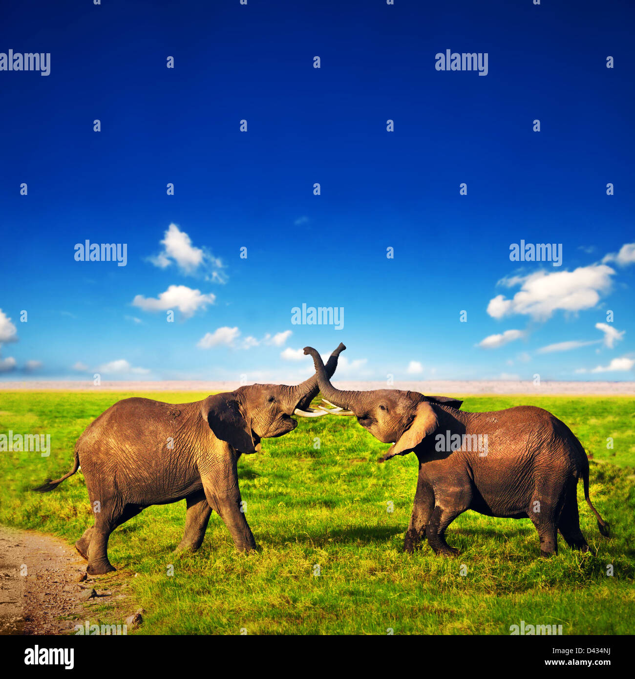 Zwei jungen männlichen Afrikanischen Elefanten spielen mit ihren Trunks auf der afrikanischen Savanne, im Amboseli Nationalpark, Kenia, Afrika Stockfoto