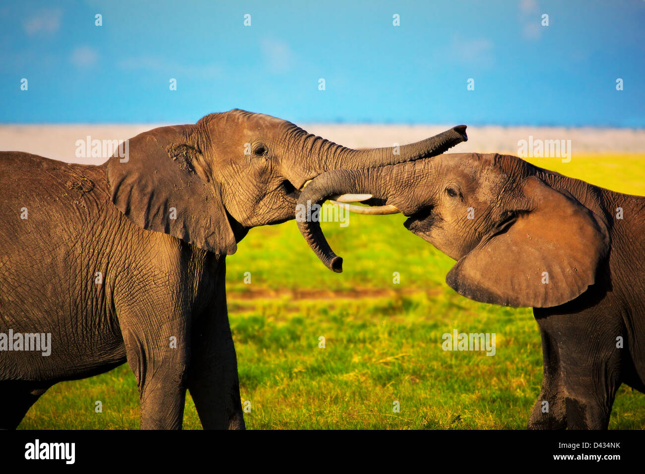 Elefanten mit dem Rüssel auf afrikanischen Savanne spielen. Safari im Amboseli, Kenia, Afrika Stockfoto