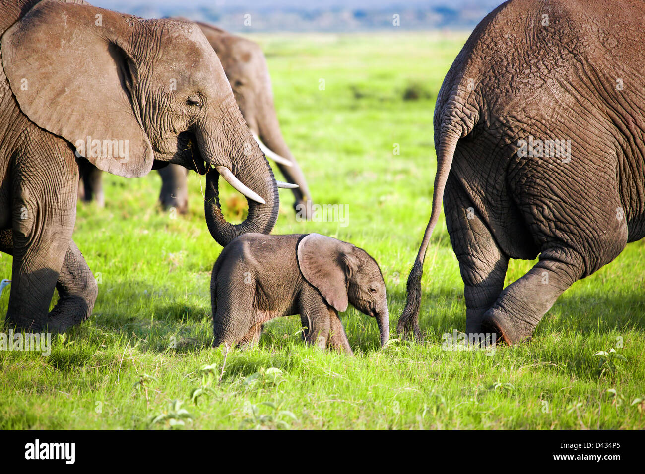 Baby Elefant und Familie auf der afrikanischen Savanne im Amboseli Nationalpark, Kenia, Afrika Stockfoto