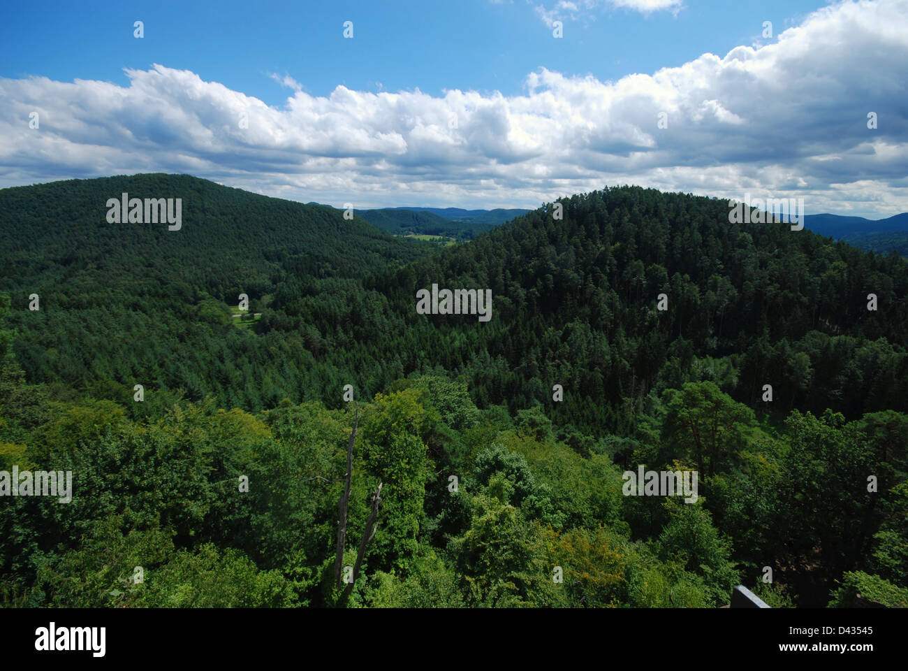 Bewaldeten Landschaft des Pfälzer Waldes Stockfoto