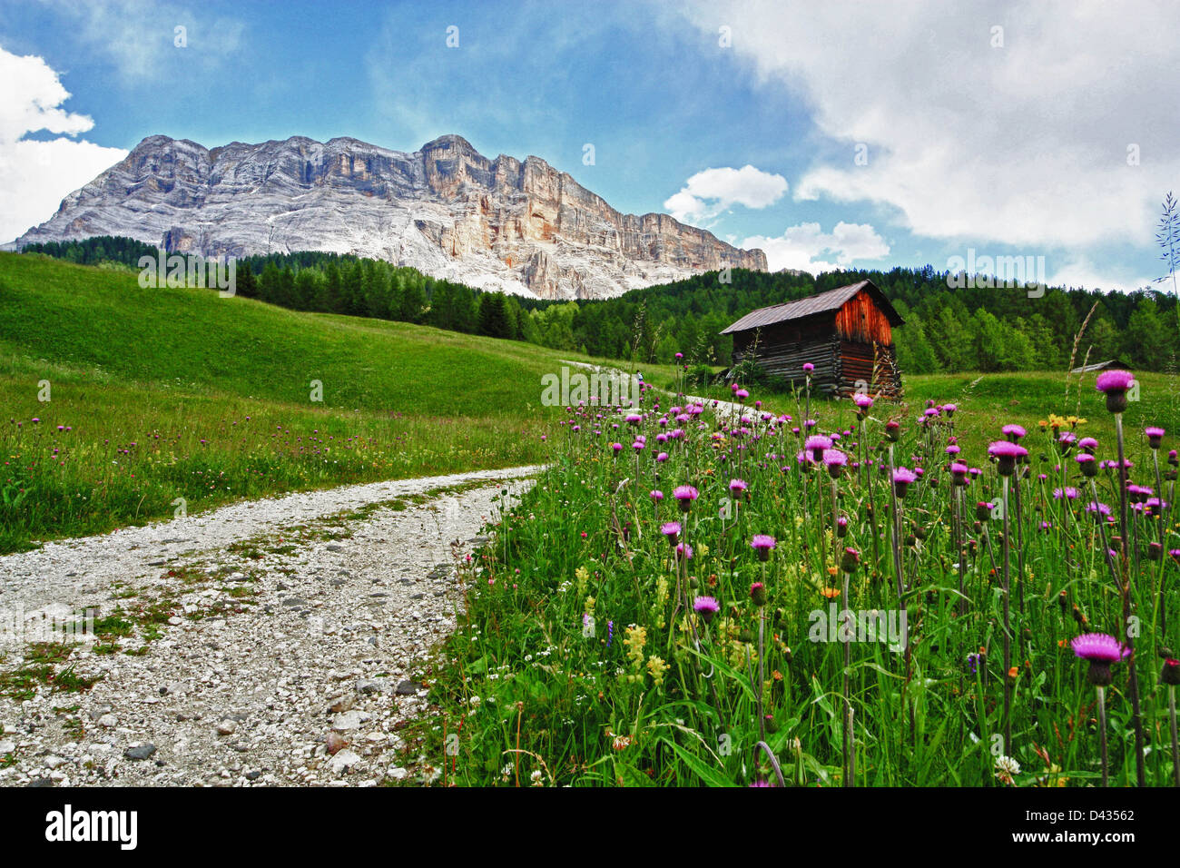 Val Badia Gebirge, Gadertal, Alto Adige, Italien, Natur, Baum Stockfoto