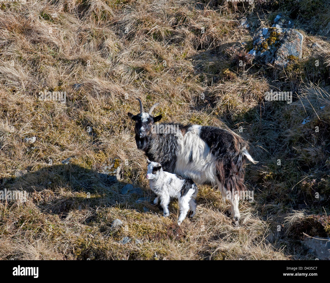 Ein paar wilde Ziegen in den Monadhliaths Bergen auf Coignafearn Estate, Tomatin.  SCO 8983 Stockfoto